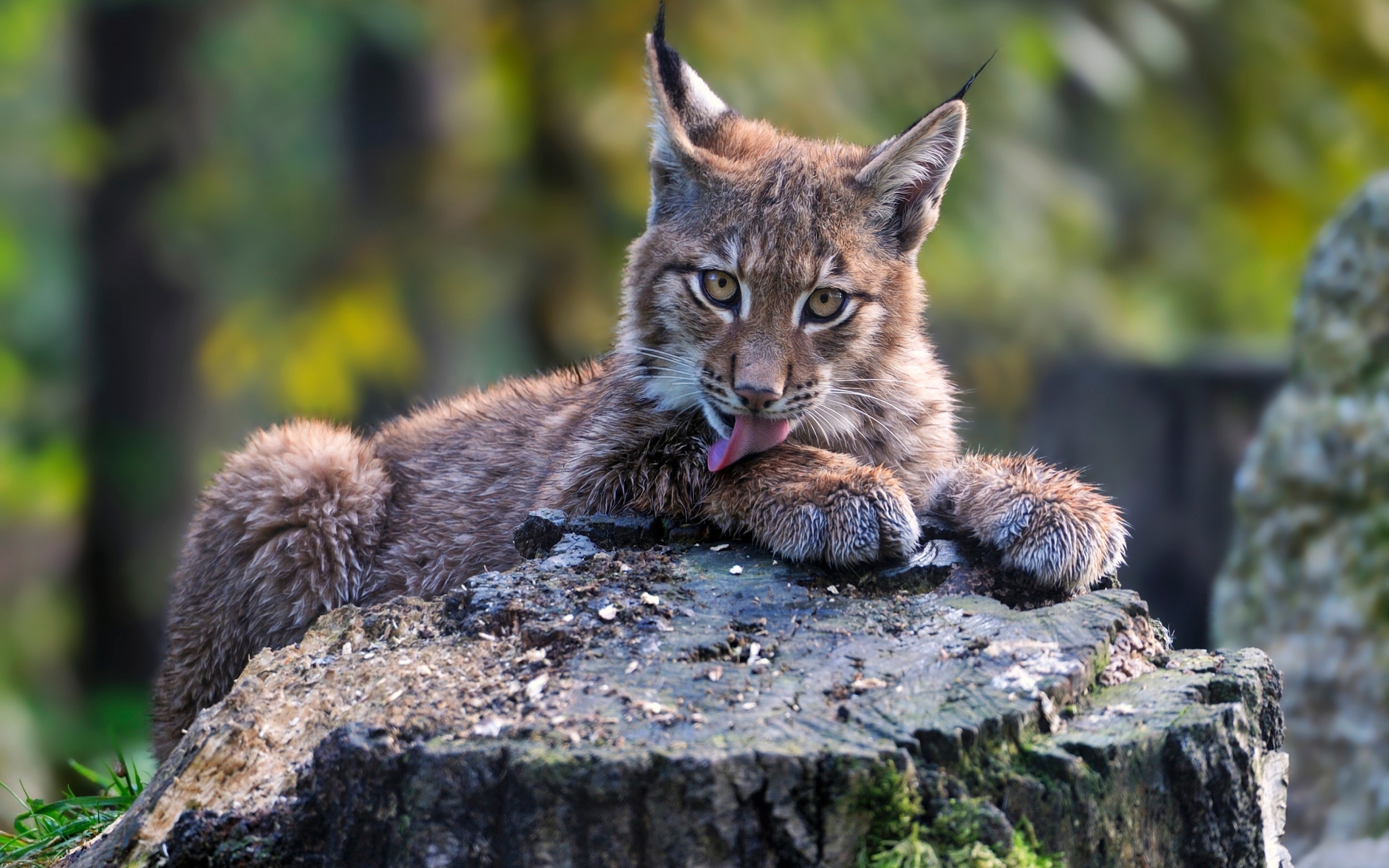 Wild Cat Wallpapers (70+ pictures)