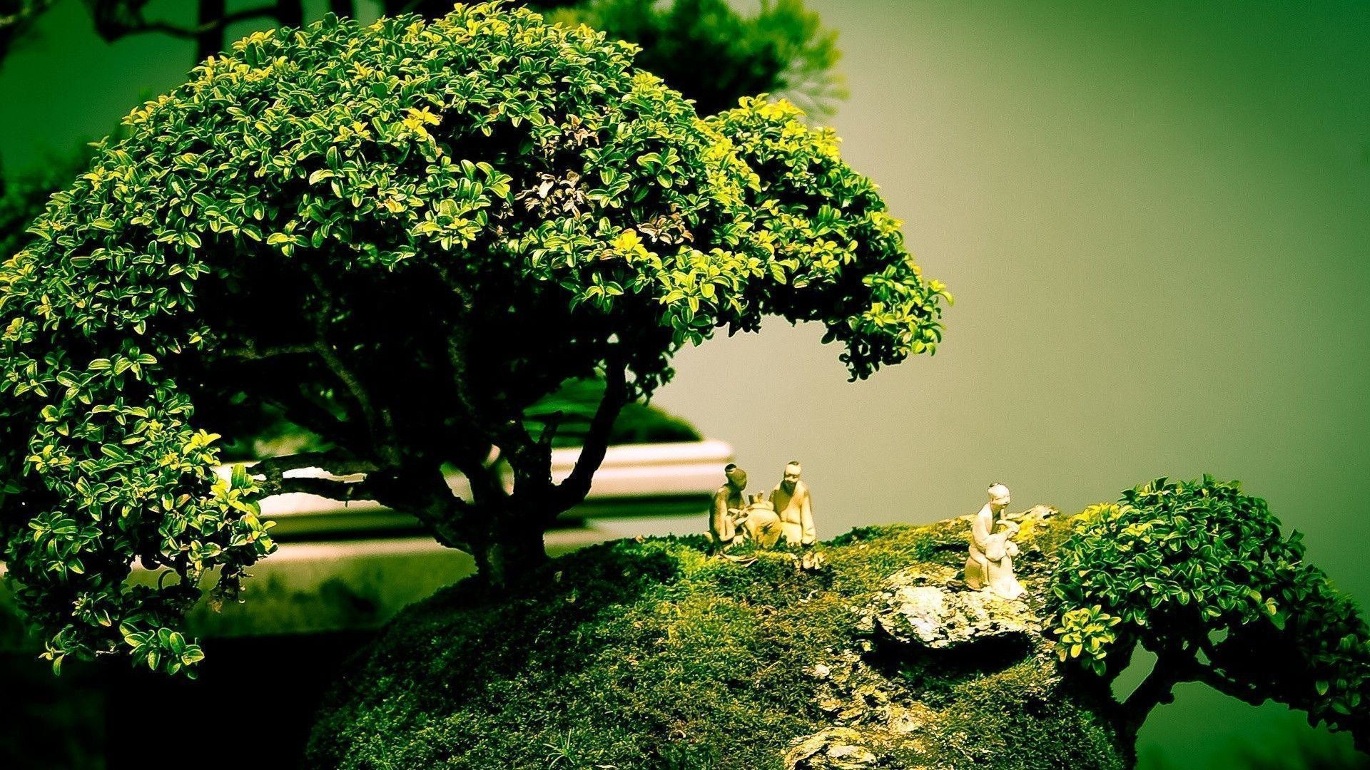 Bonsai Wallpaper (67+ pictures)