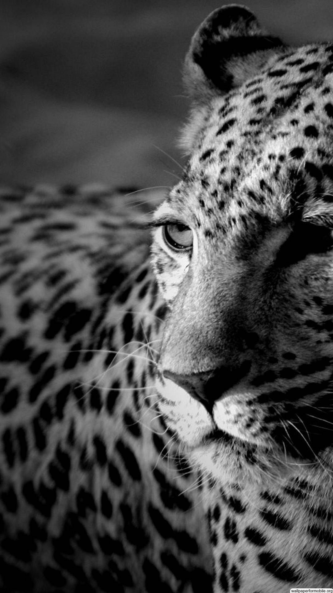 White Leopard Wallpaper (73+ pictures)