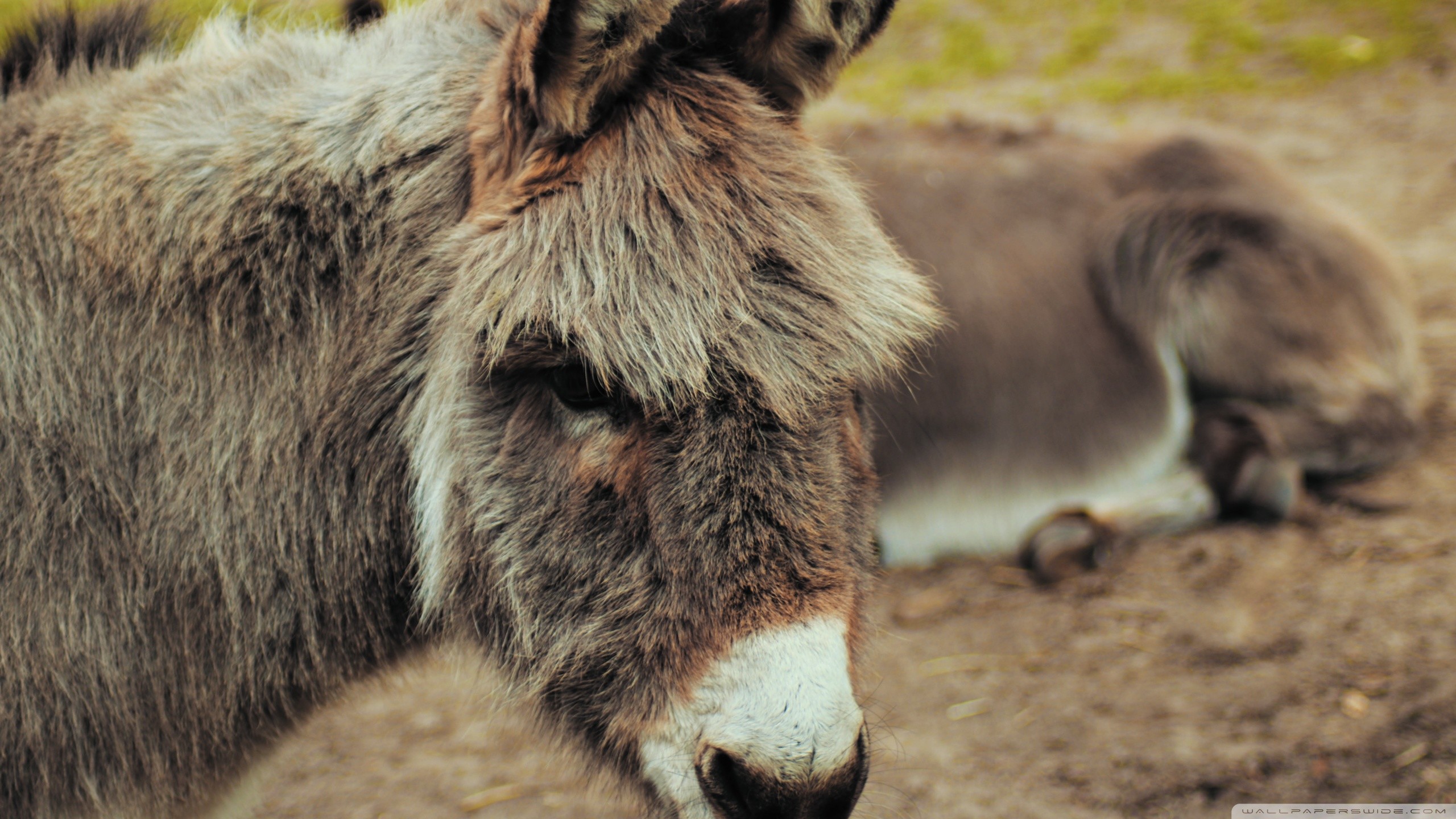 Donkey Wallpaper (55+ pictures)