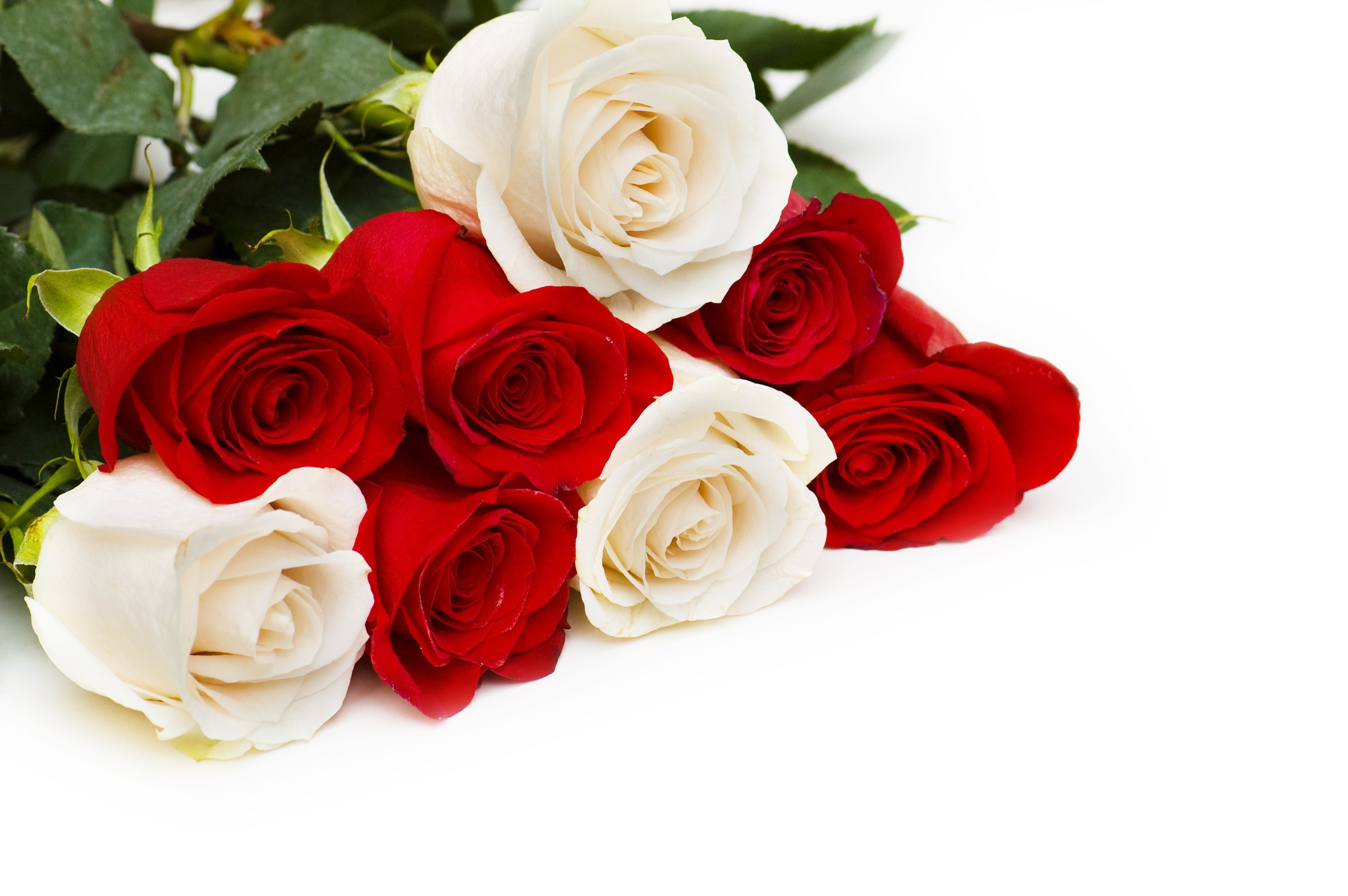 Wallpaper Flower White Rose Love GAMBAR BUNGA
