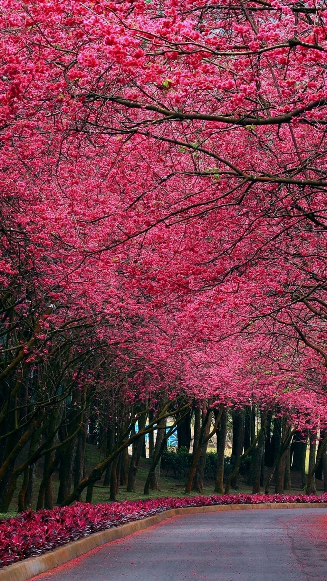 Pink Trees Wallpaper (58+ pictures)
