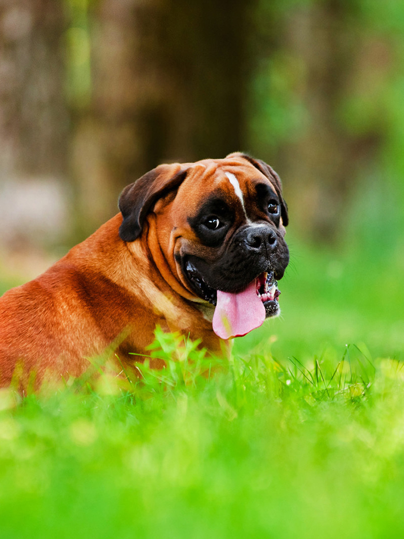 Boxer Dog Wallpaper (51+ pictures)