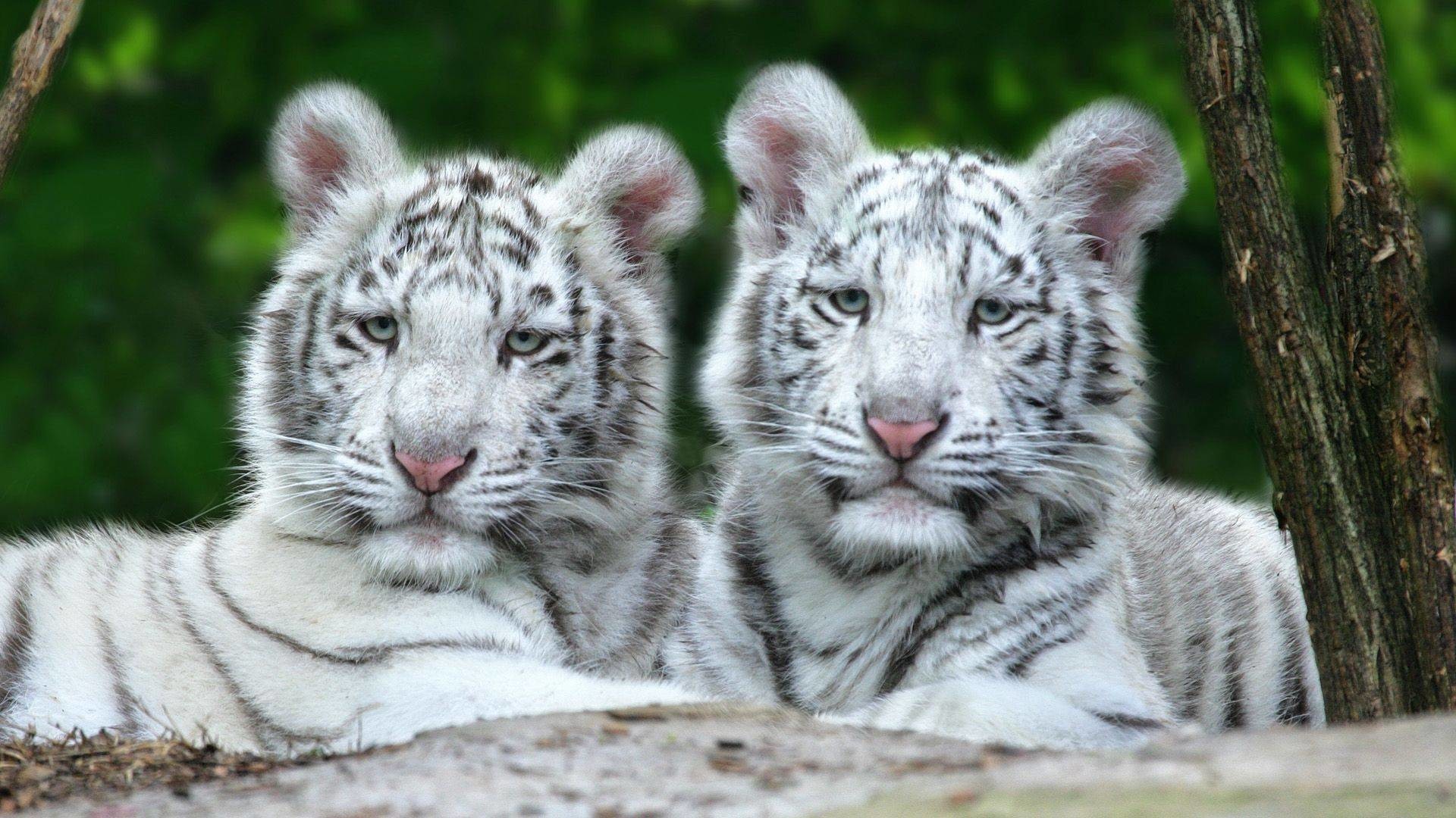 Baby White Tiger Wallpaper (57+ pictures)