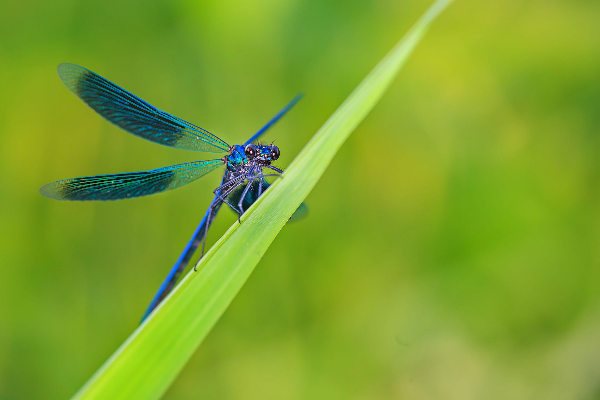 Dragonfly Backgrounds (57+ pictures)