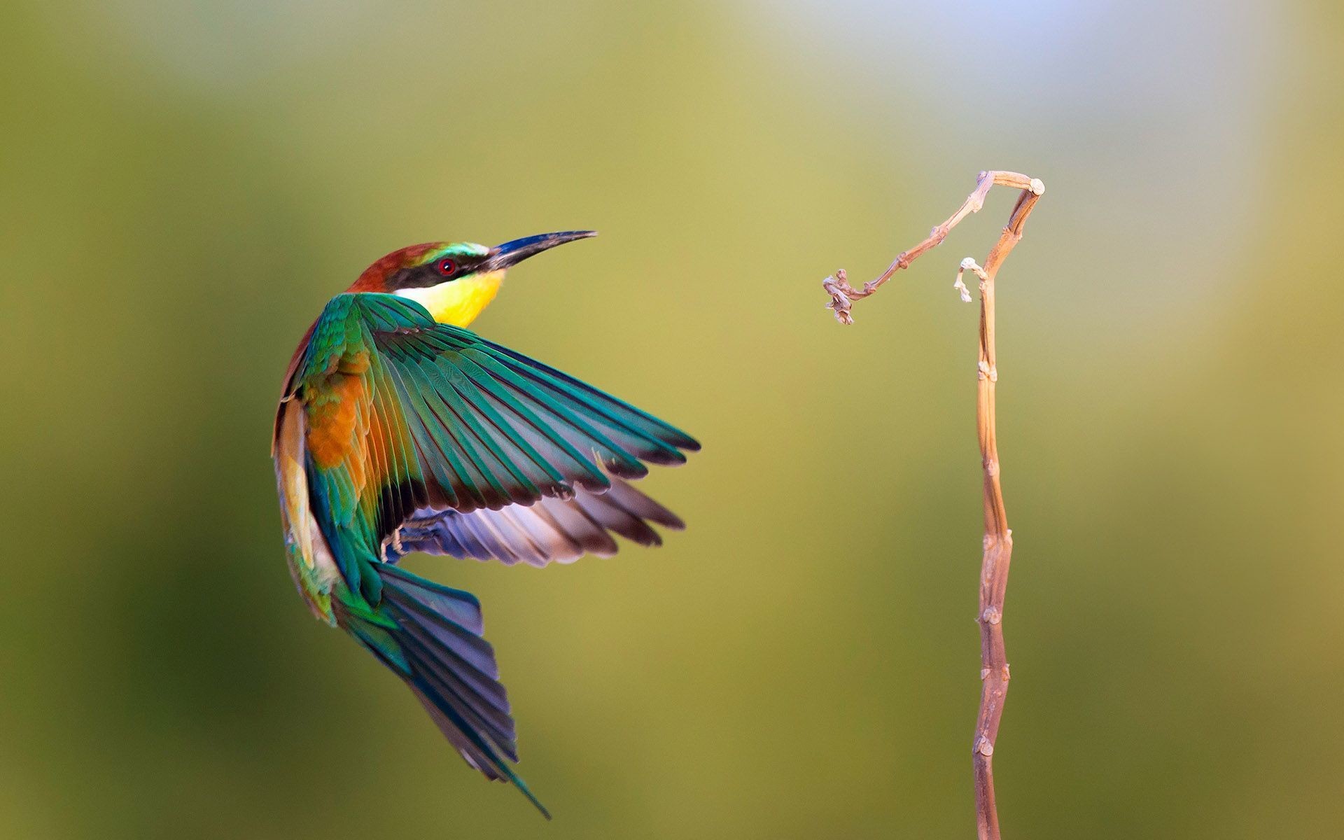 Hummingbird Wallpapers (63+ pictures)