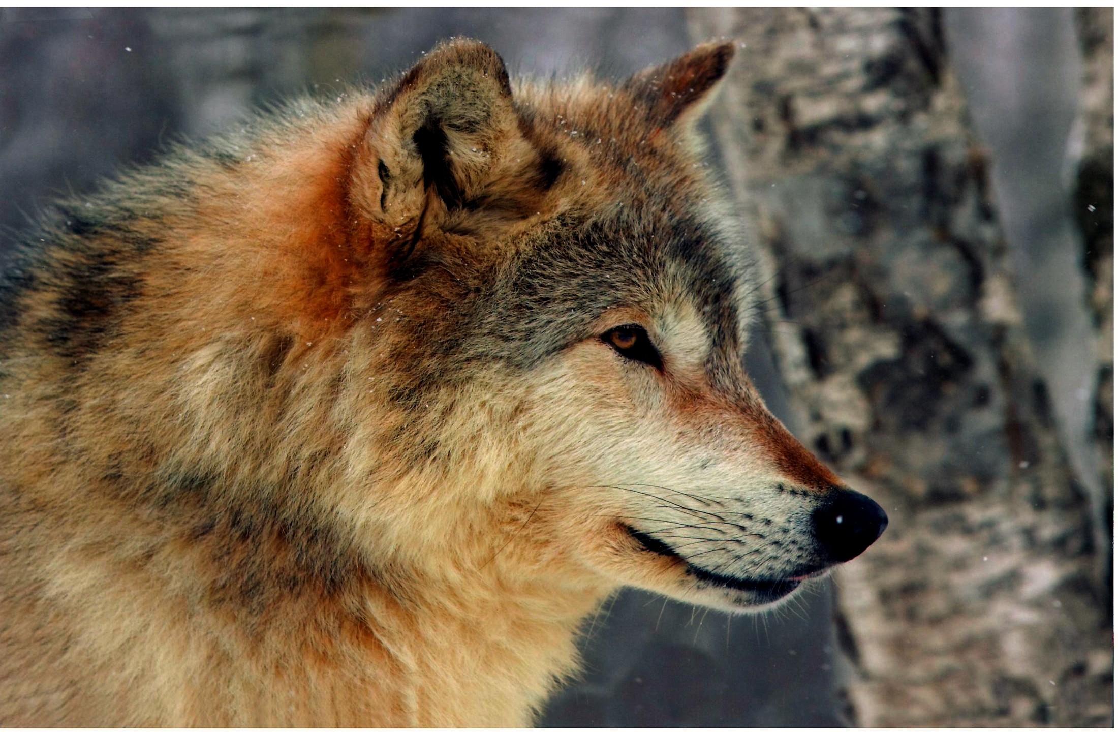 Beautiful Wolf Wallpaper (76+ pictures)