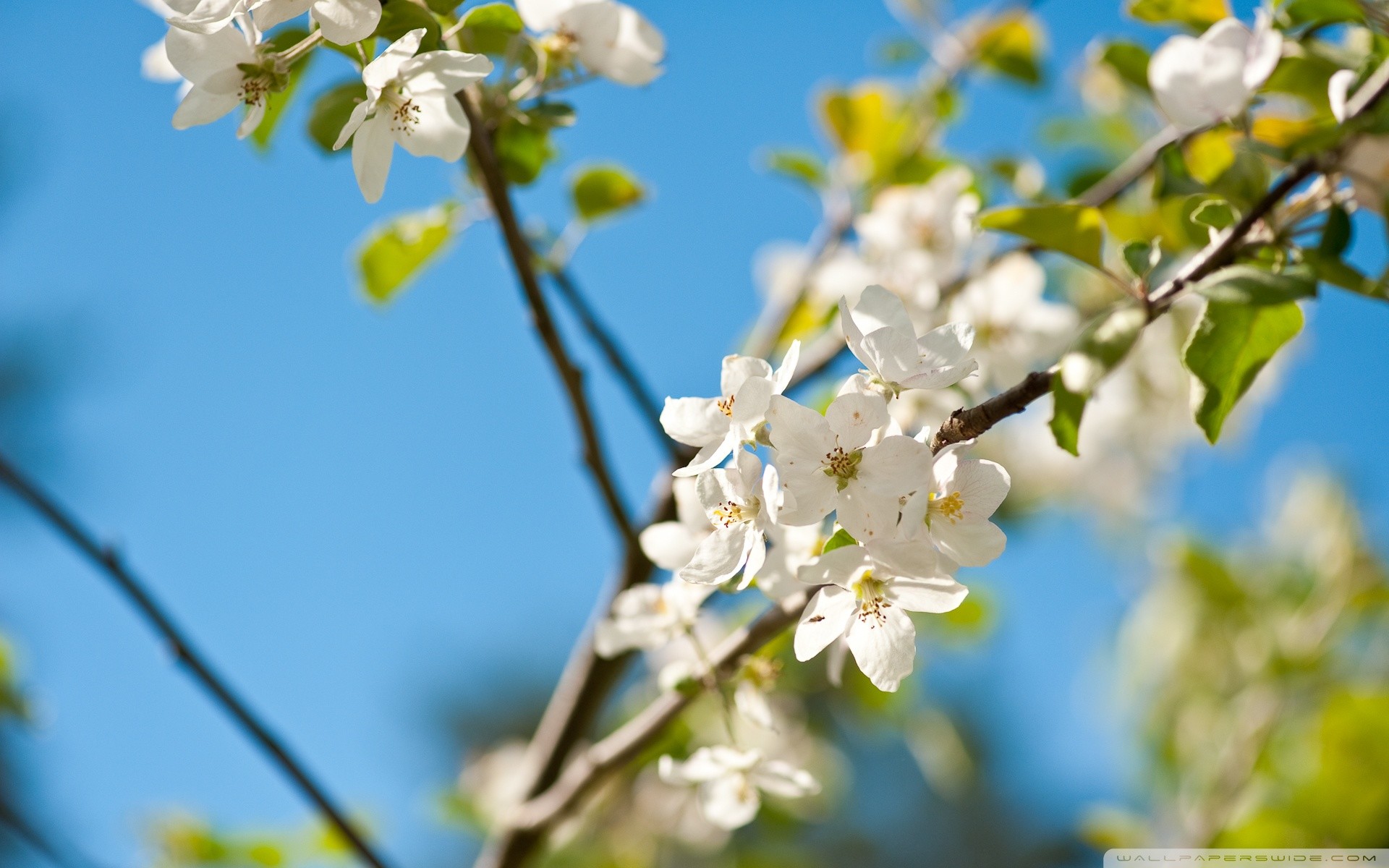 Apple Blossom Wallpaper (62+ pictures)