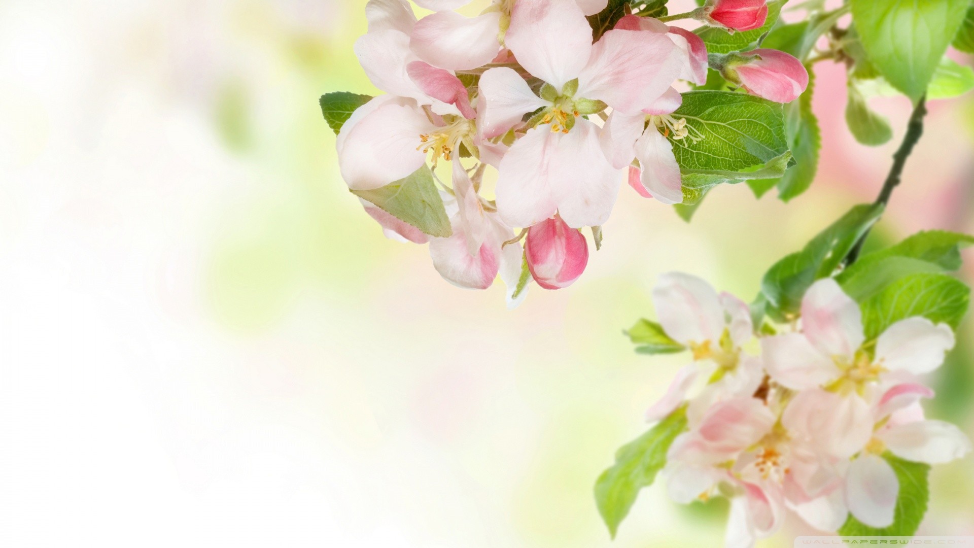 Apple Blossom Wallpaper (62+ pictures)