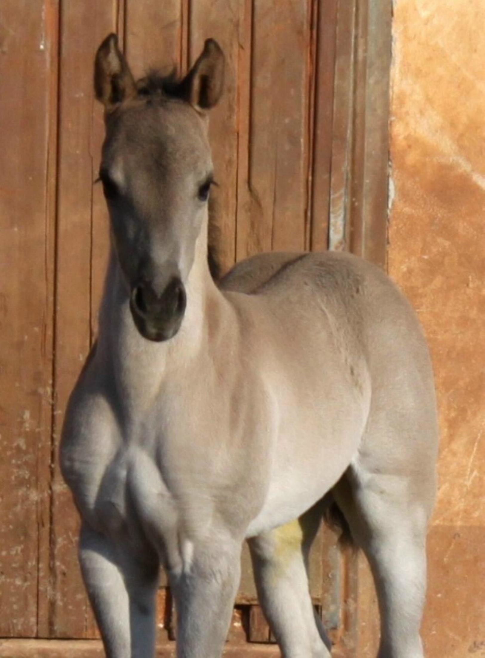 Quarter Horse Wallpaper (50+ pictures)