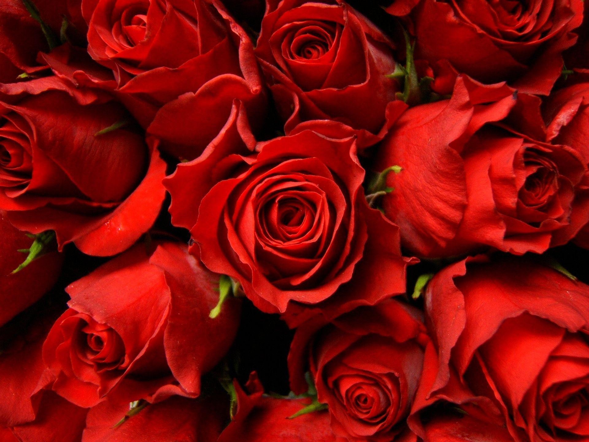 Red Rose Wallpaper (68+ pictures)