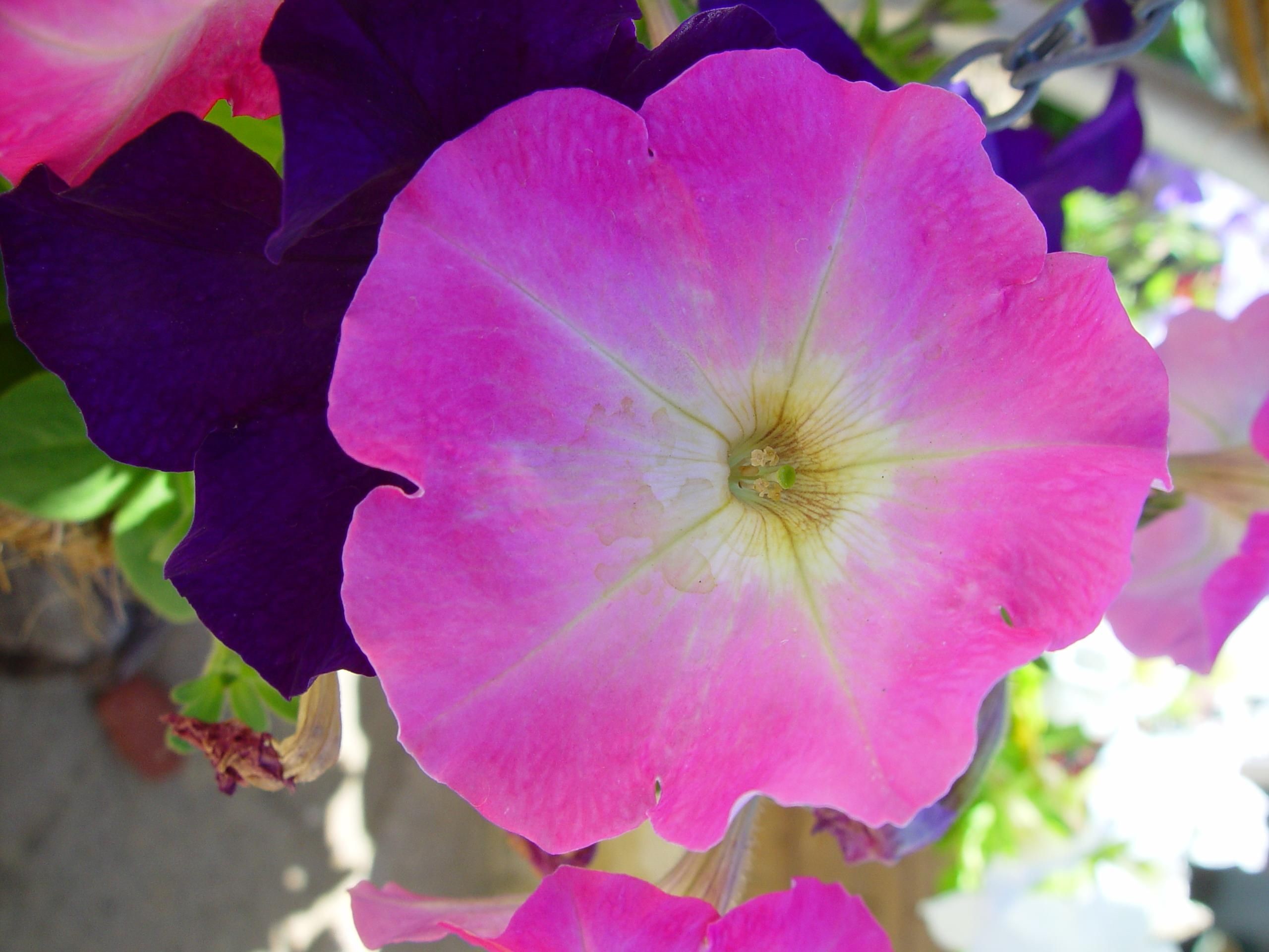 Pink and Purple Flower Backgrounds (59+ pictures)