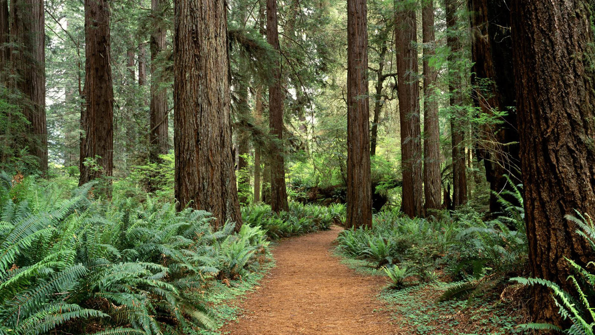Redwood Redwood forest background Images for nature or outdoor themes