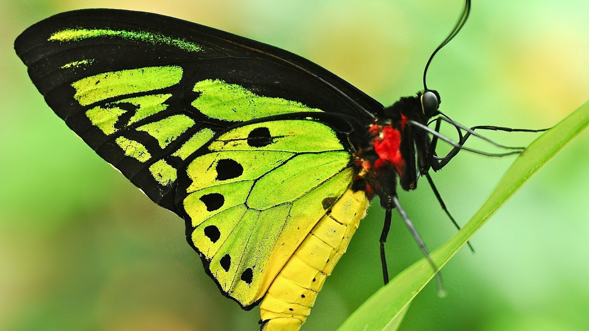 Green Butterfly Wallpaper (65+ pictures)