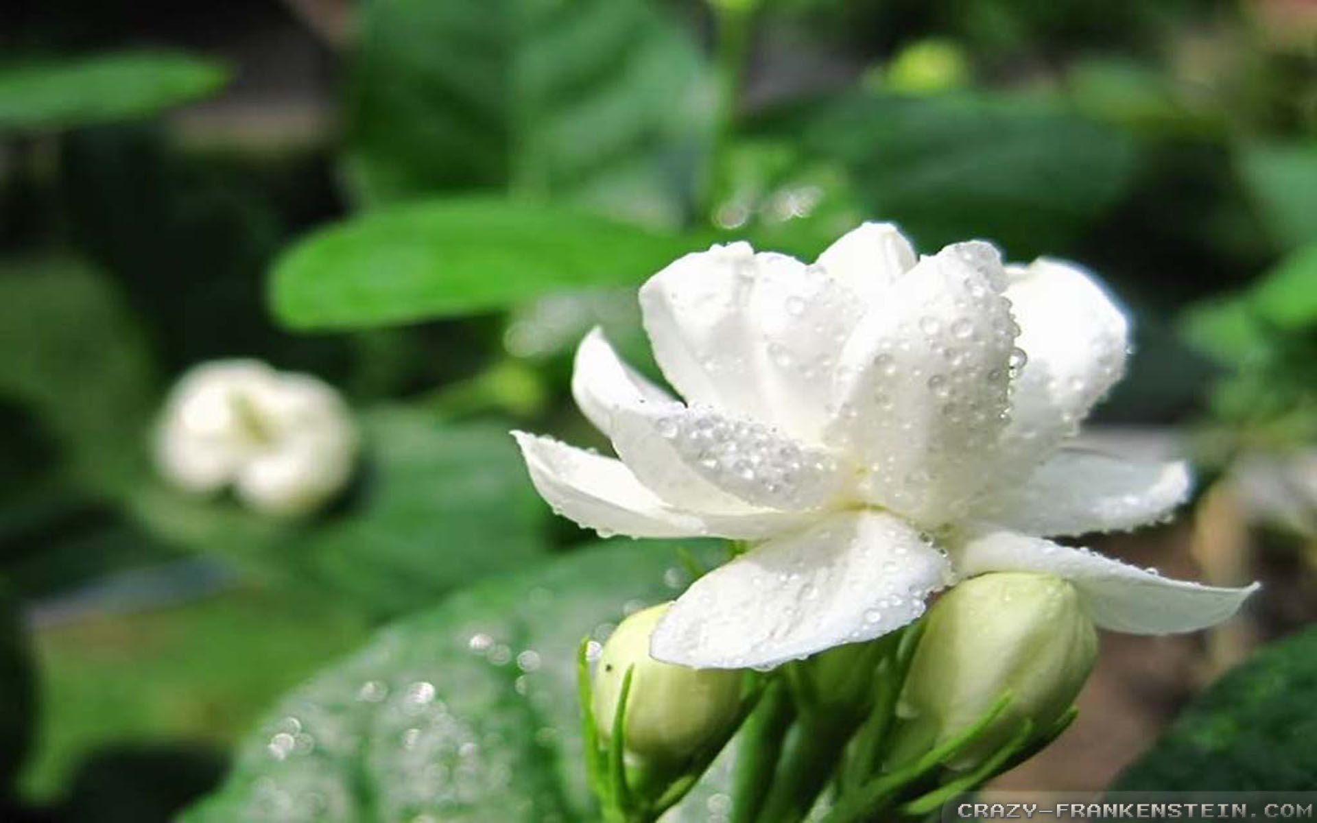 Jasmine Flower Wallpaper (55+ pictures)