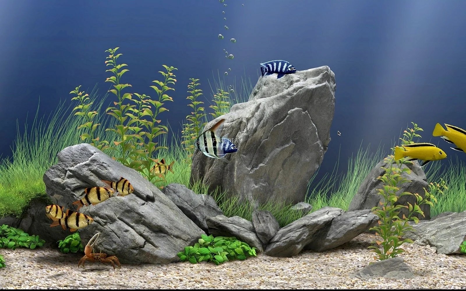 Best Fish Tank Wallpapers Free Best Fish Tank Backgrounds