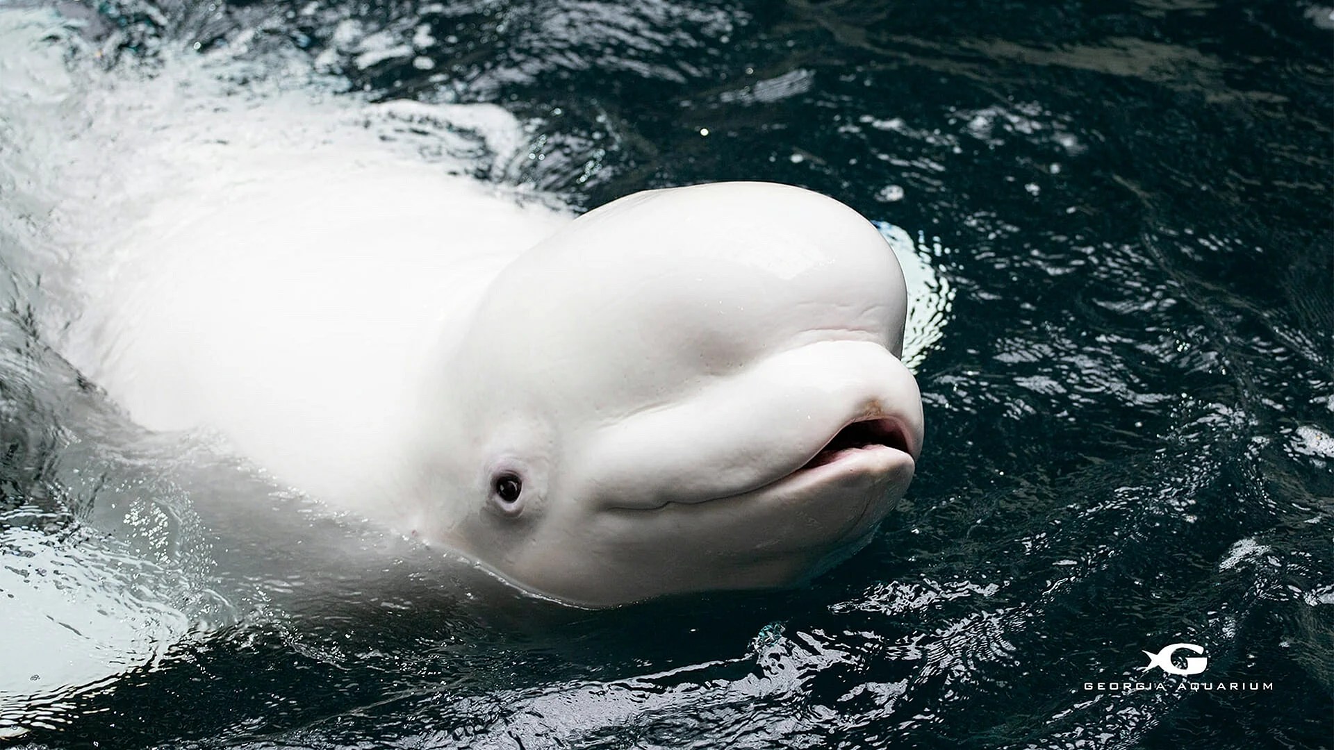 Beluga Cat Wallpapers WallpapersHigh