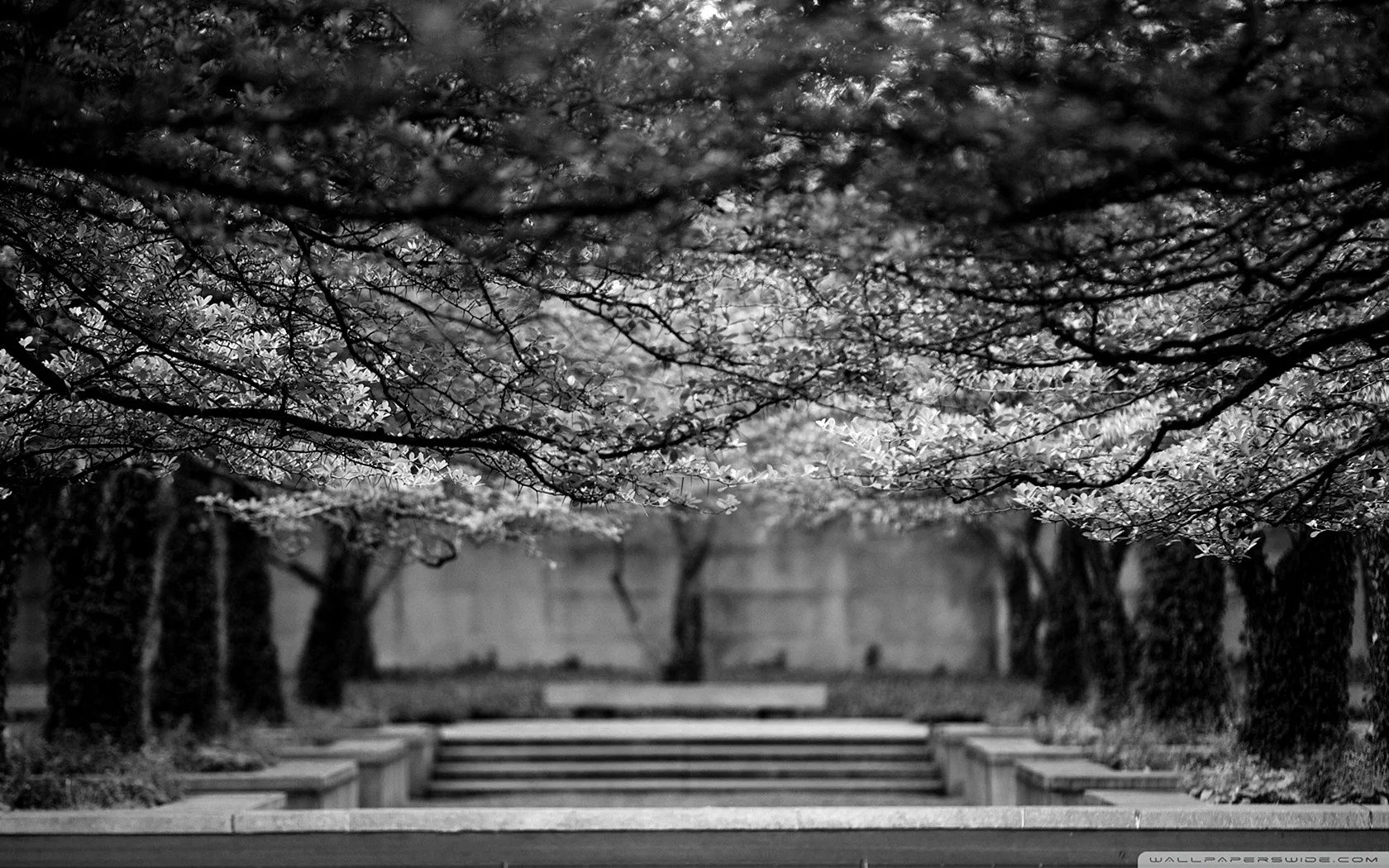 Black And White Sakura Wallpapers WallpapersHigh