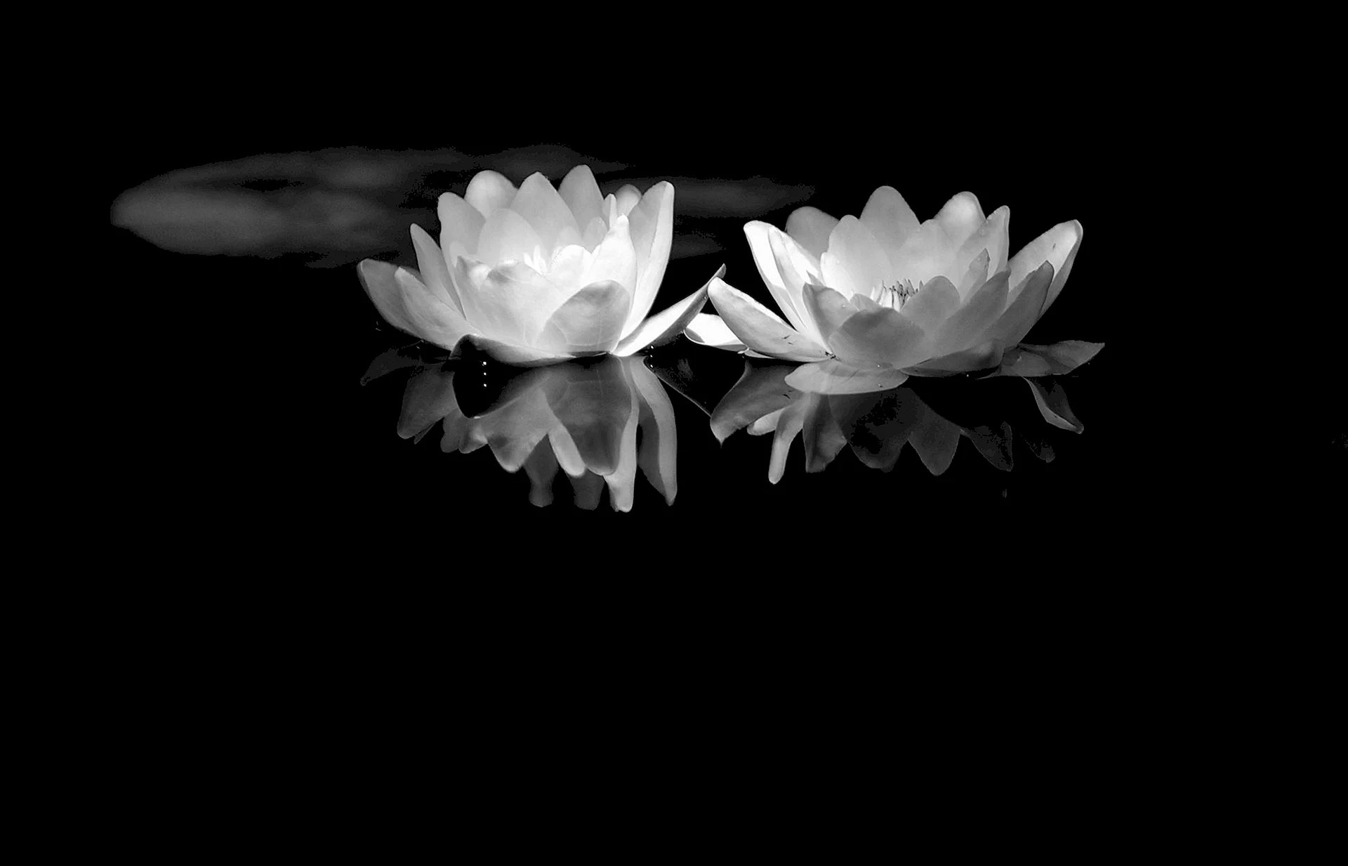 Black Lotus Flower Wallpapers Free Black Lotus Flower Backgrounds