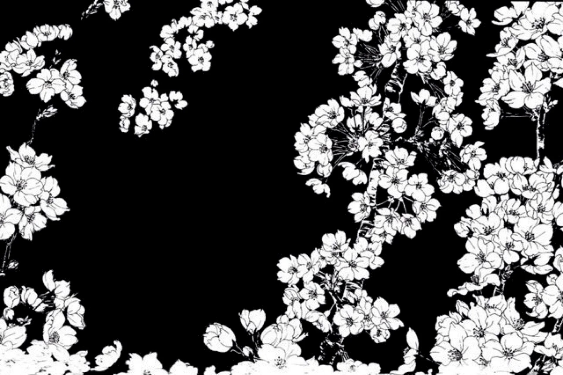Black And White Sakura Wallpapers WallpapersHigh