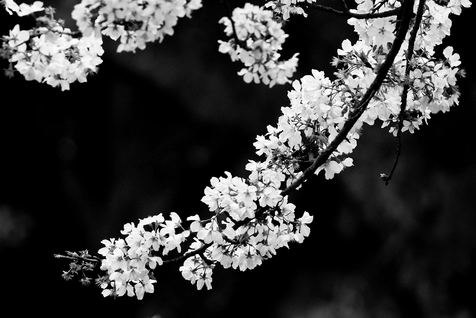Black And White Cherry Blossom Wallpapers Free Black And White Cherry