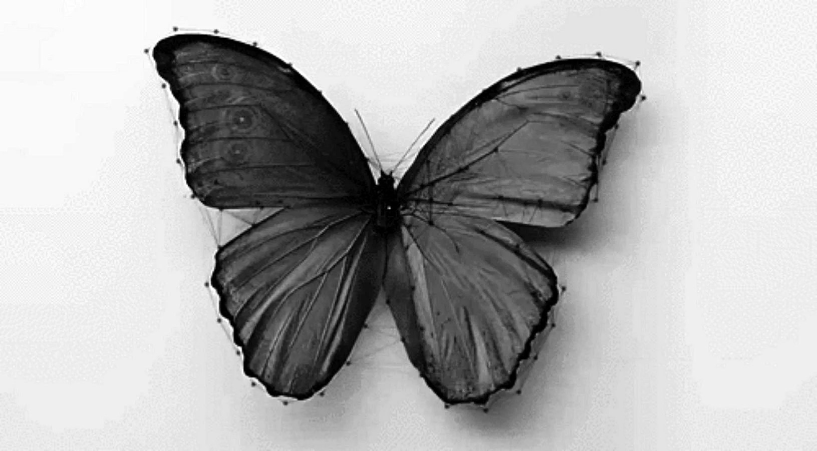 Black Butterfly Aesthetic Wallpapers Free Black Butterfly Aesthetic