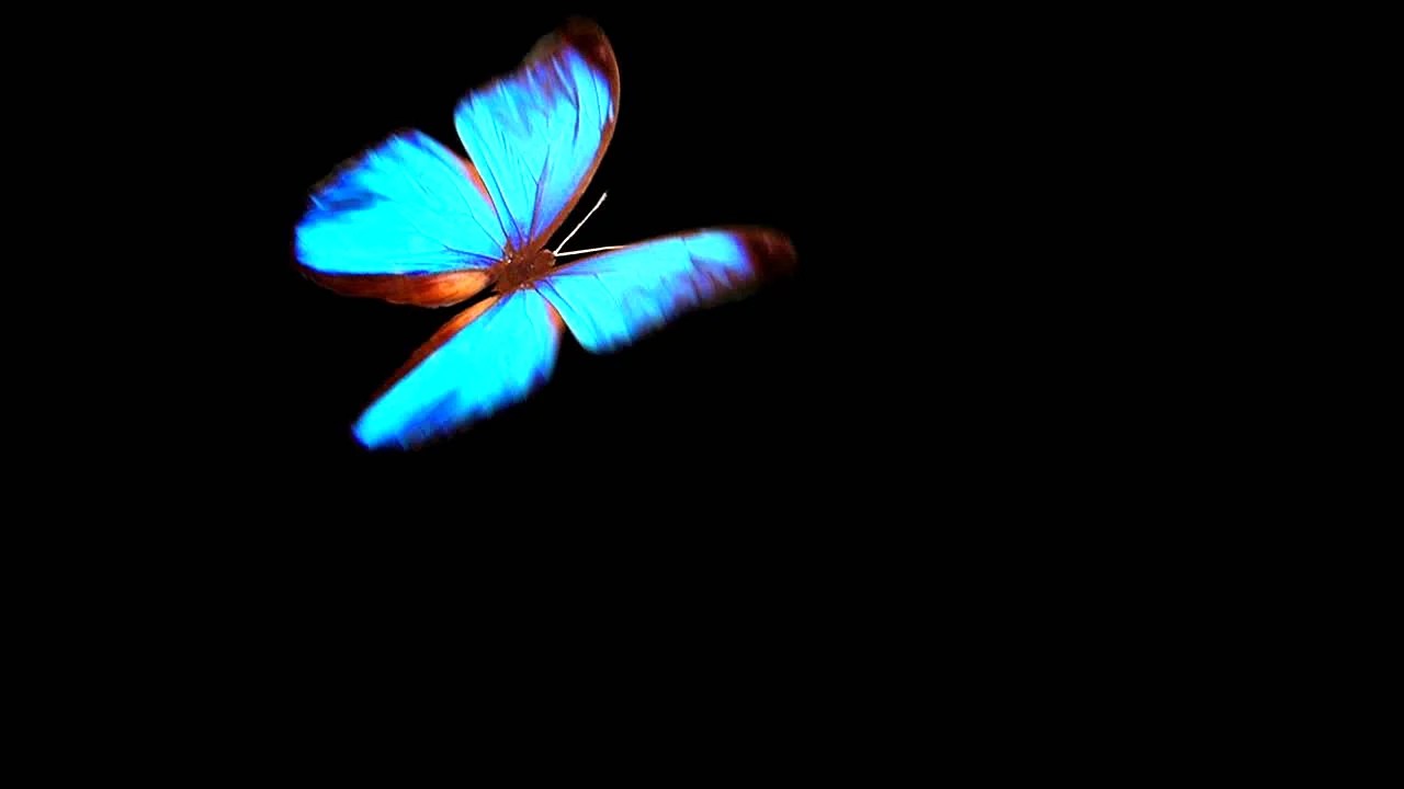 Black And Blue Butterfly Wallpapers Free Black And Blue Butterfly