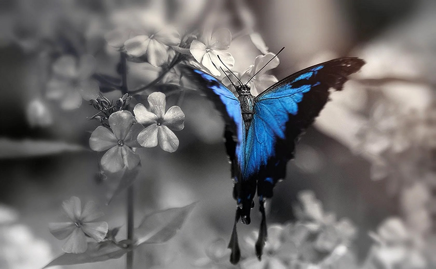Black And Blue Butterfly Wallpapers Free Black And Blue Butterfly