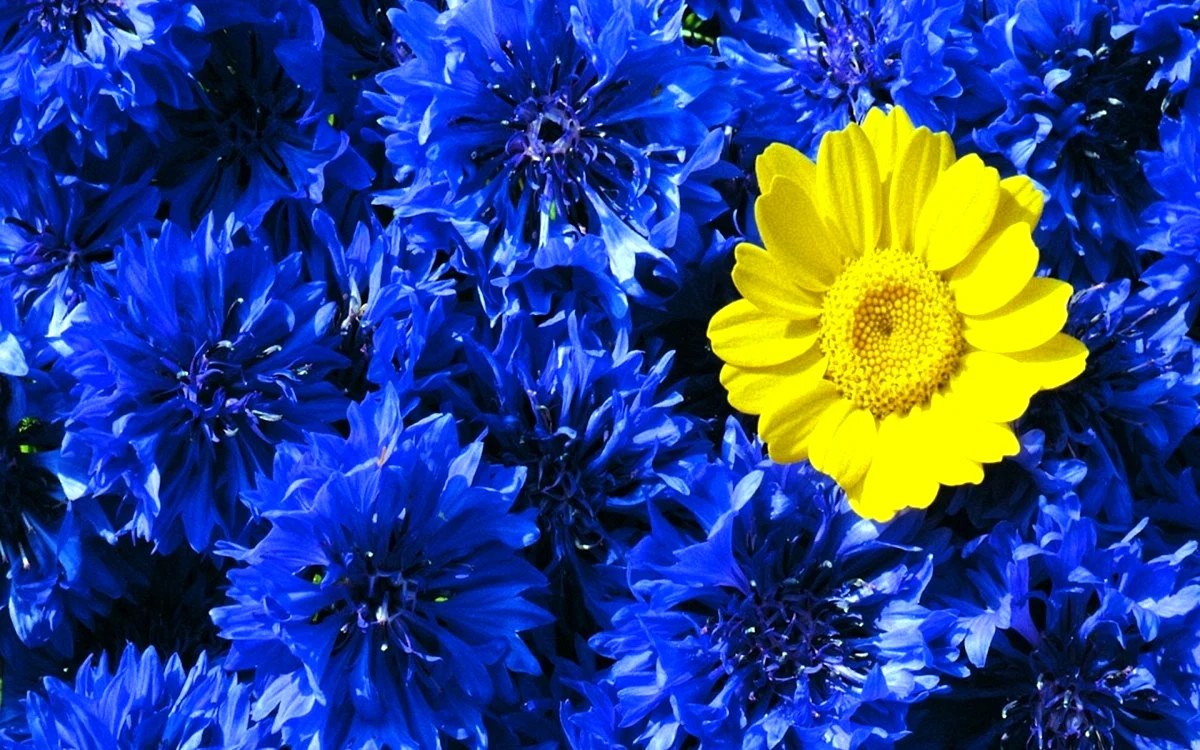 Blue And Yellow Aesthetic Wallpapers Free Blue And Yellow Aesthetic