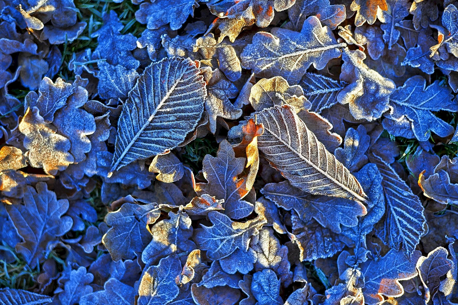 Blue Leaves Wallpapers Free Blue Leaves Backgrounds WallpapersHigh