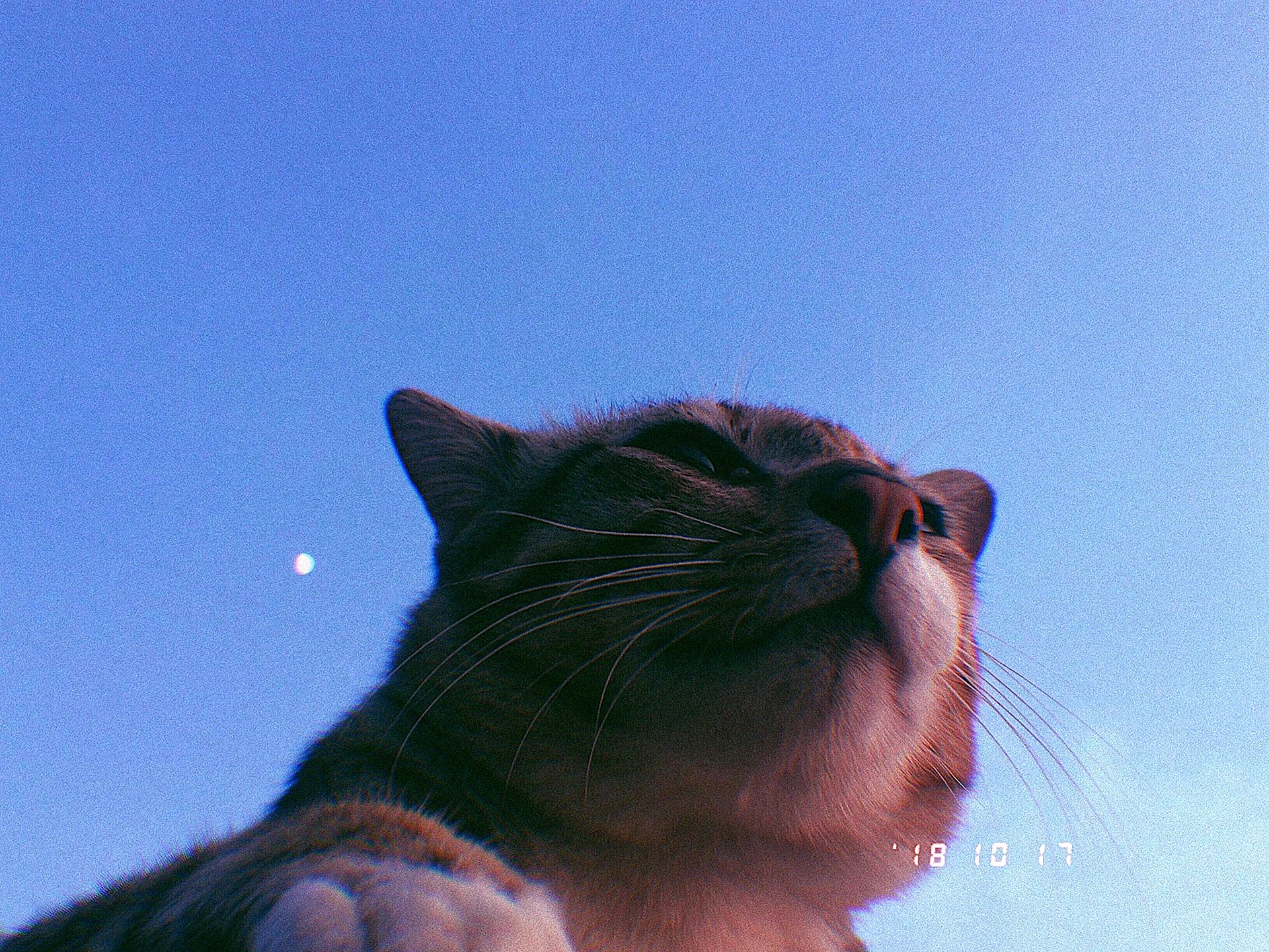 Hp Kucing Aesthetic Wallpapers Free Hp Kucing Aesthetic Backgrounds