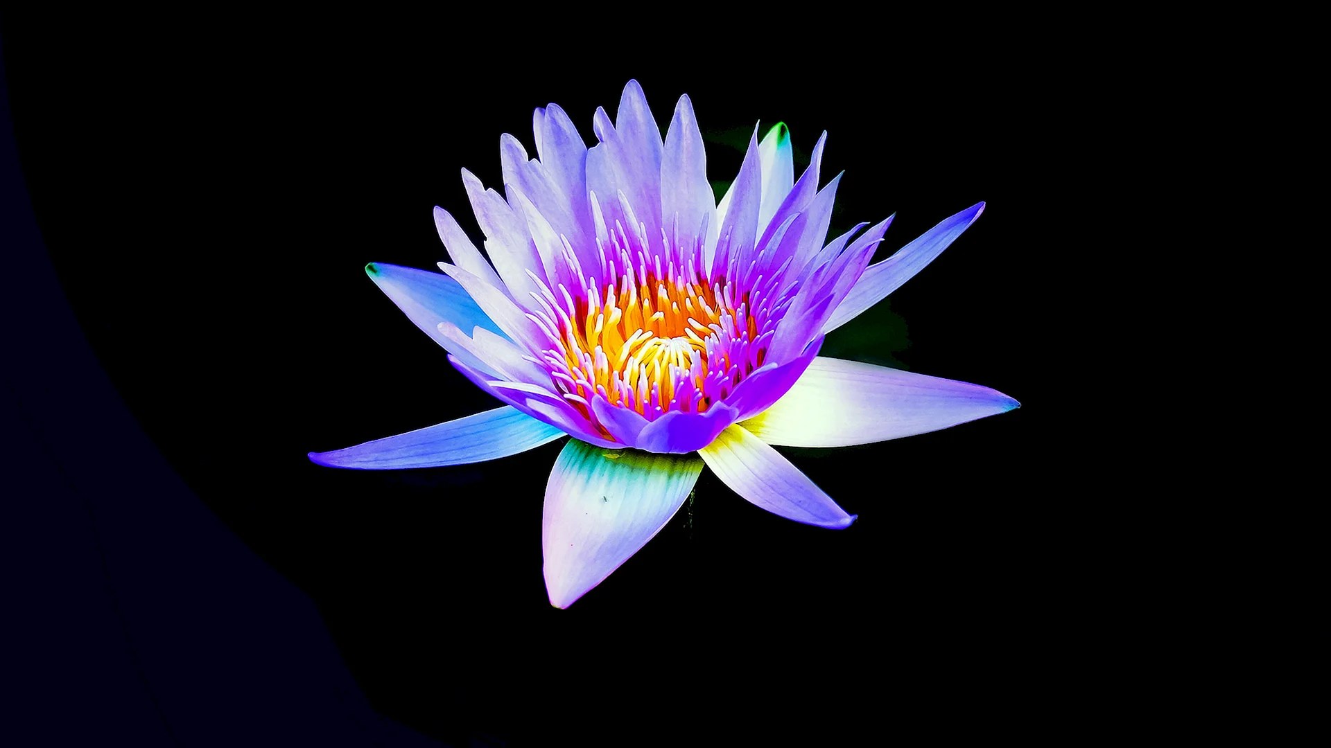 Black Lotus Flower Wallpapers Free Black Lotus Flower Backgrounds