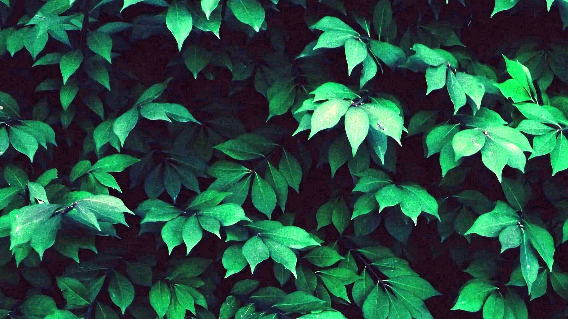High Resolution Dark Leaves Wallpapers WallpapersHigh