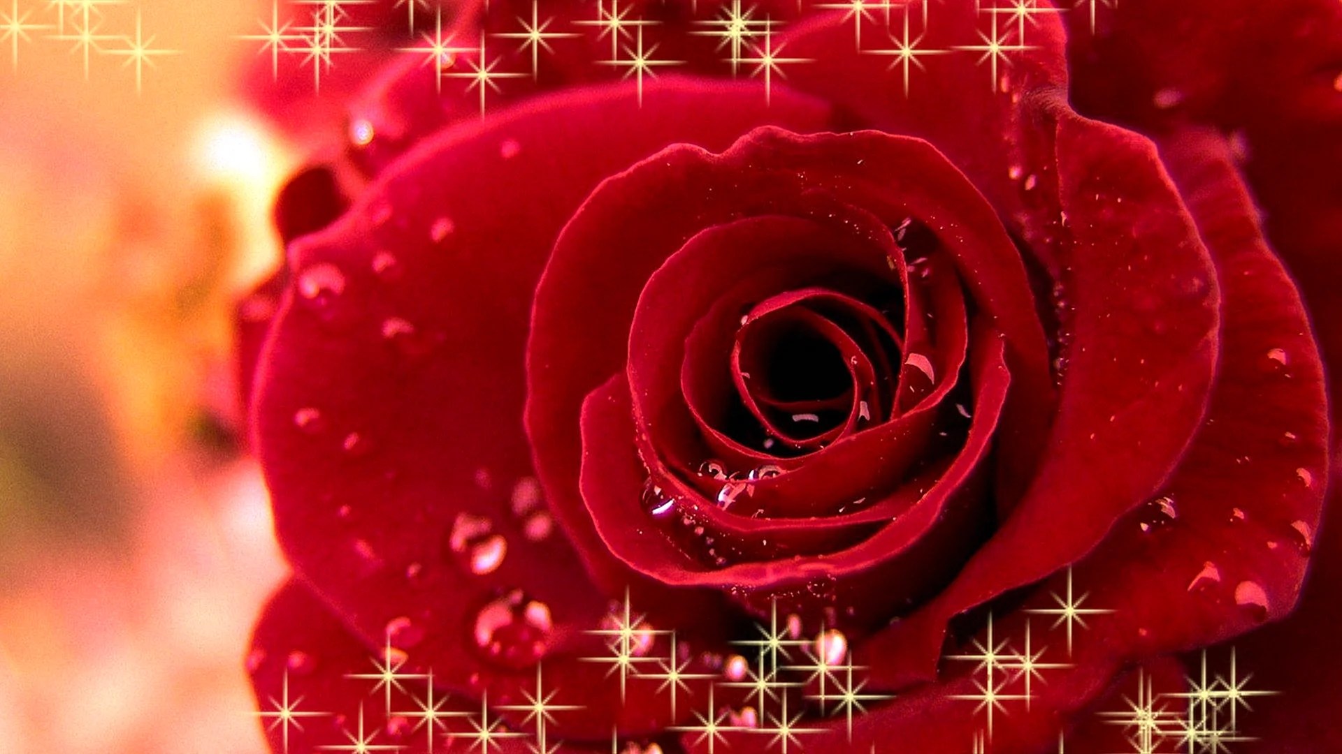 Gulab Ke Phool Wallpapers WallpapersHigh