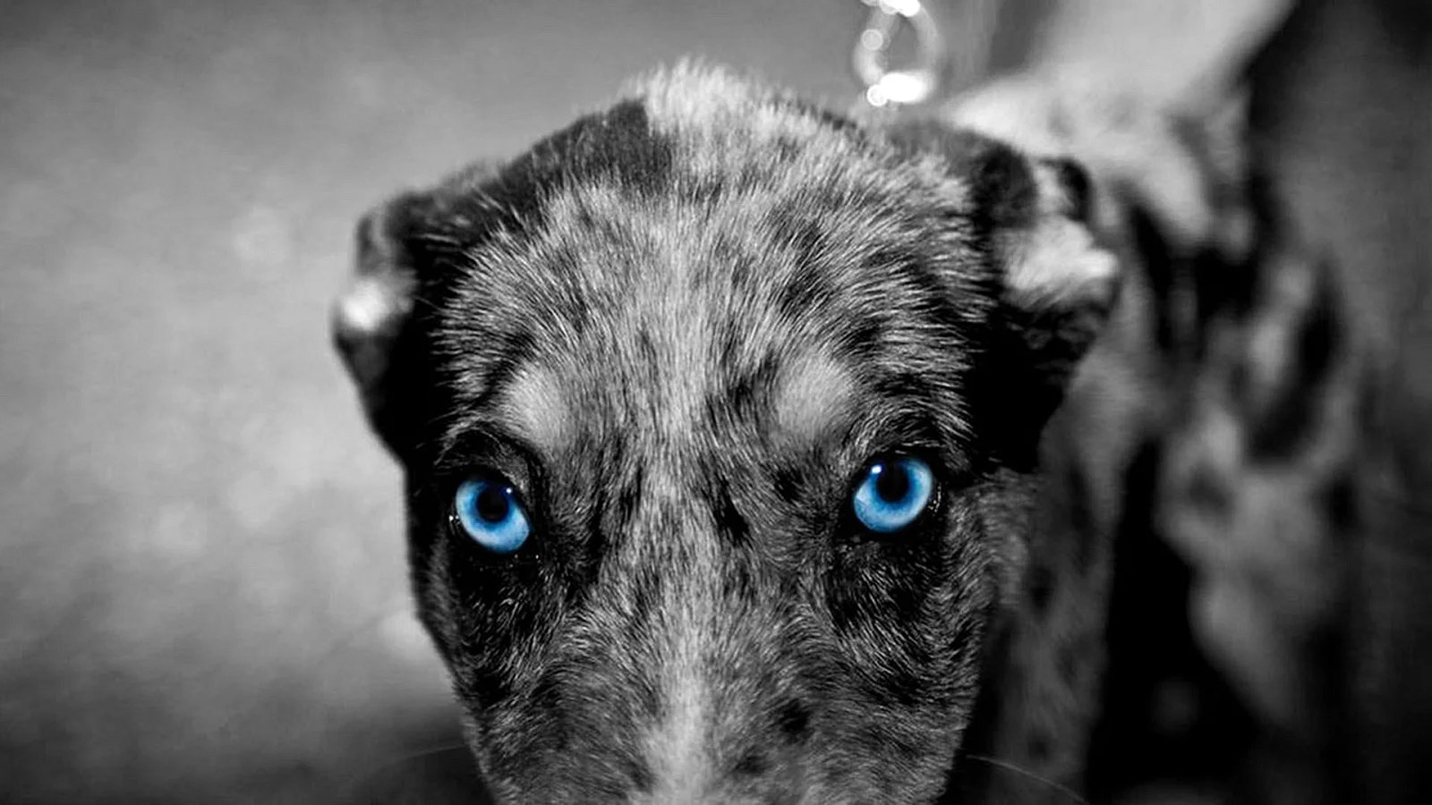 Blue Dog Wallpapers Free Blue Dog Backgrounds WallpapersHigh