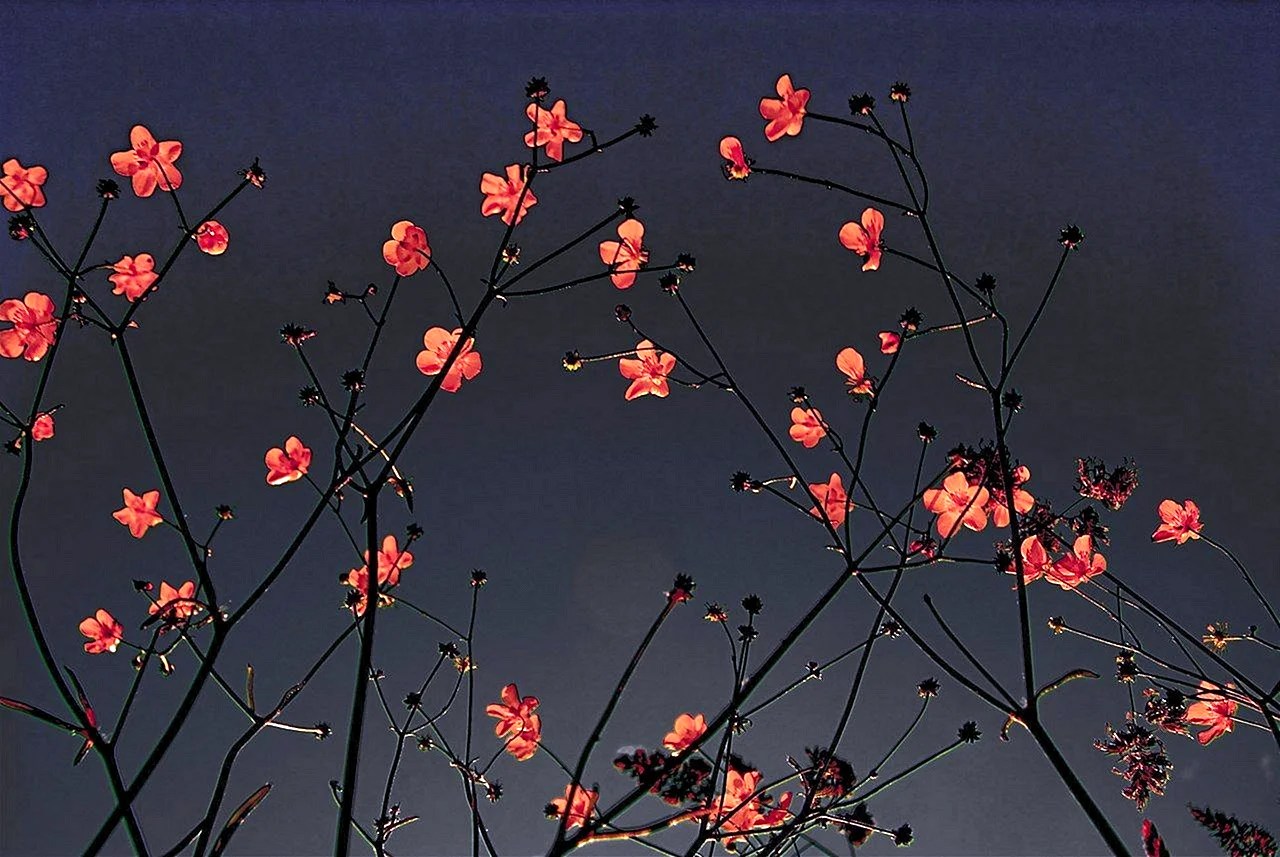 Flower Aesthetic Drawing Wallpapers Free Flower Aesthetic Drawing