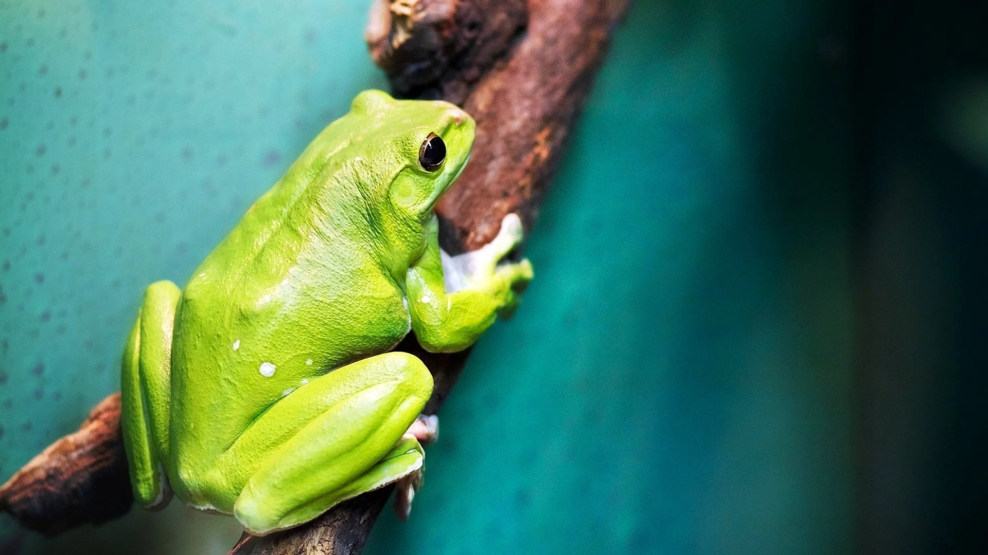 Sage Green Frog Wallpapers Wallpapers High Resolution