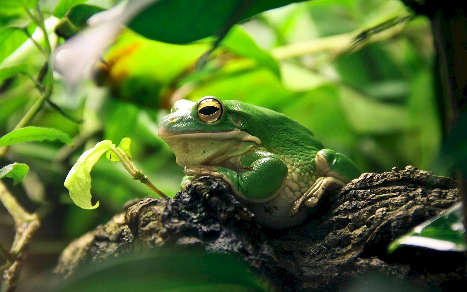 Sage Green Frog Wallpapers WallpapersHigh