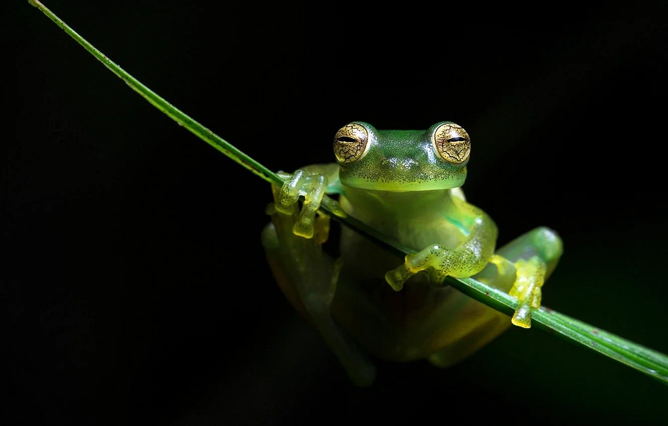 Sage Green Frog Wallpapers WallpapersHigh