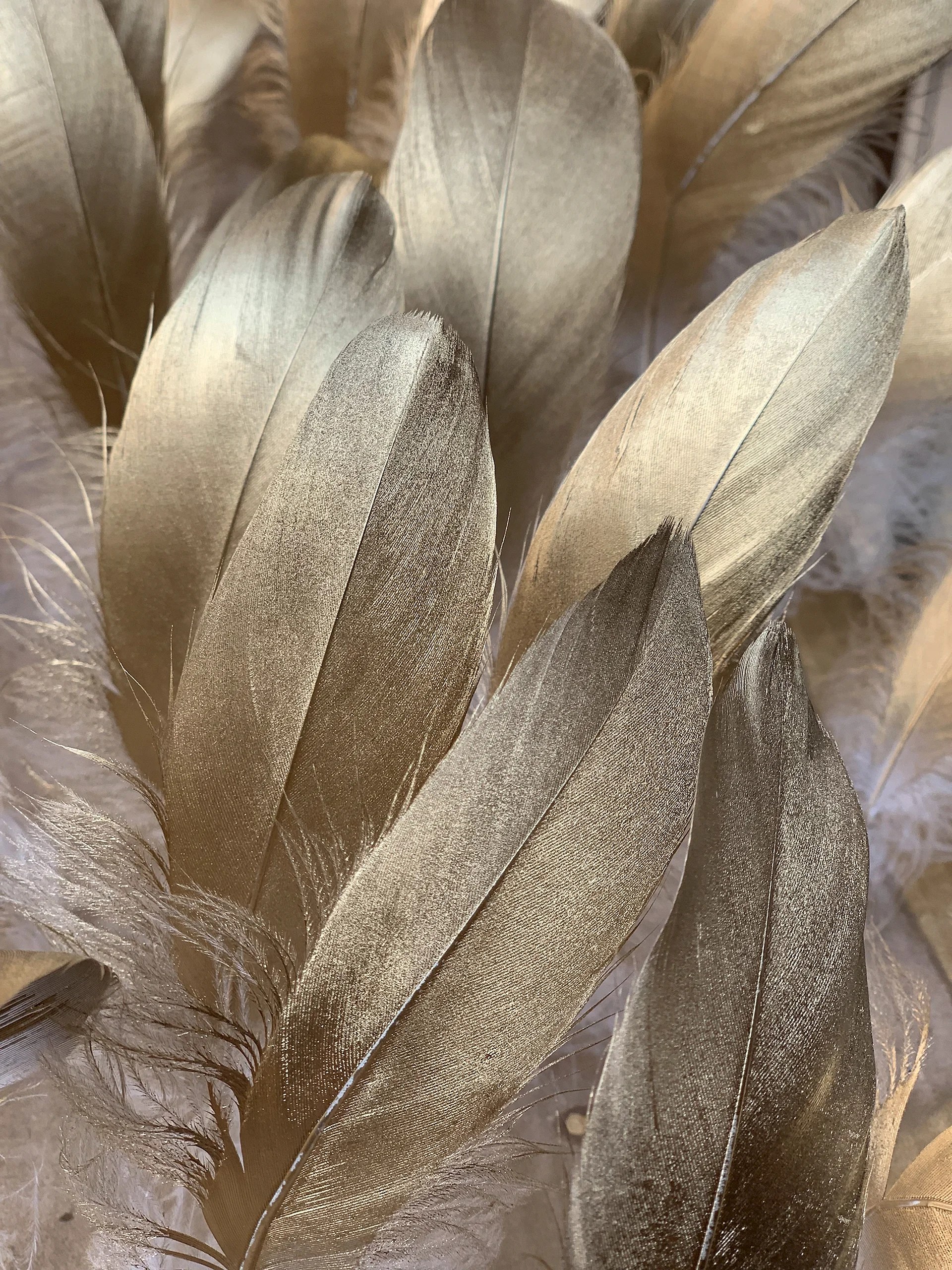 Gold Feather Wallpapers Free Gold Feather Backgrounds WallpapersHigh