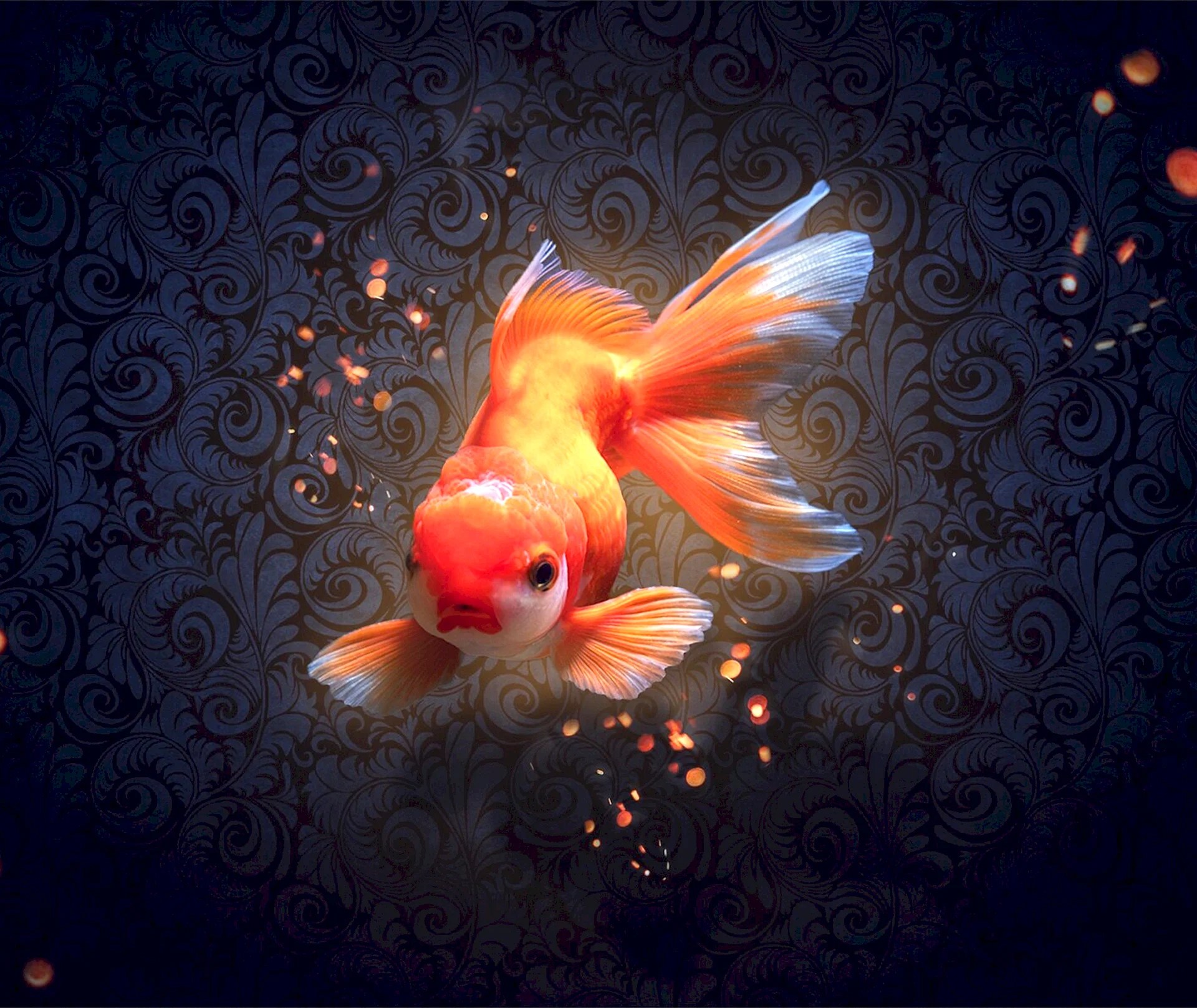 Beautiful Gold Fish Wallpapers Free Beautiful Gold Fish Backgrounds WallpapersHigh