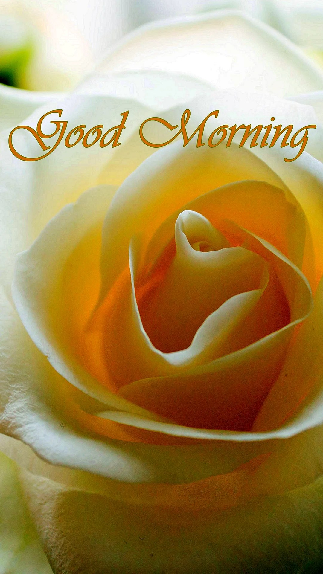 White Rose Good Morning Wallpapers WallpapersHigh