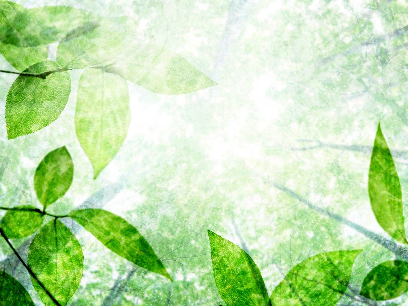 Green Border Wallpapers Free Green Border Backgrounds WallpapersHigh