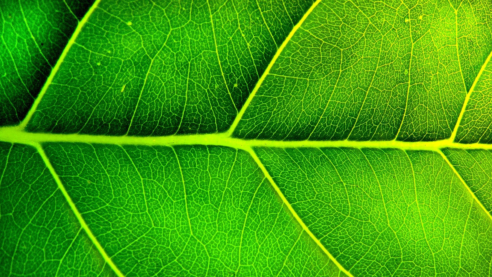 Green Border Wallpapers Free Green Border Backgrounds WallpapersHigh