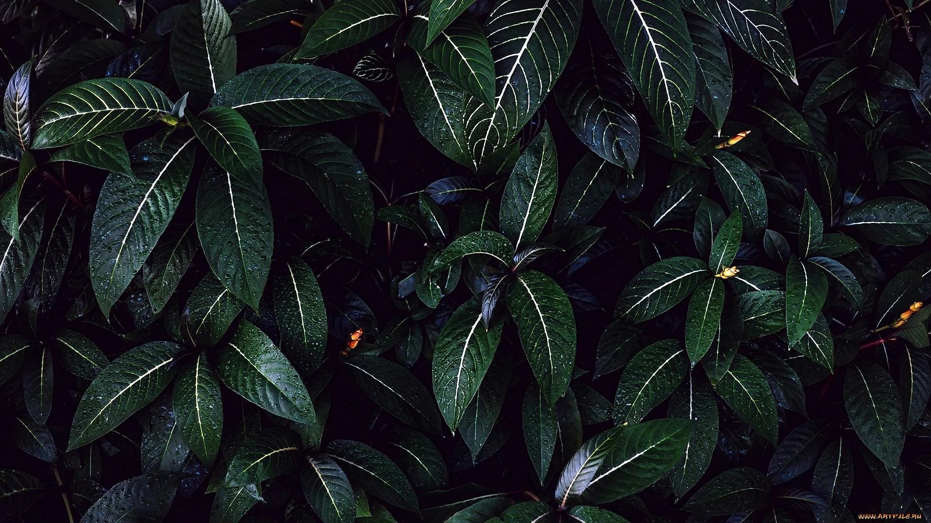 Green Leaves Aesthetic Wallpapers Free Green Leaves Aesthetic Backgrounds WallpapersHigh