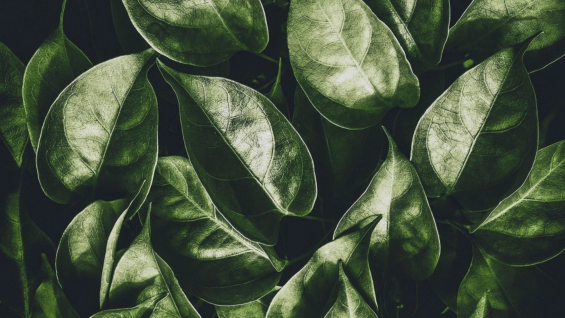 Green Leaves Aesthetic Wallpapers Free Green Leaves Aesthetic Backgrounds WallpapersHigh