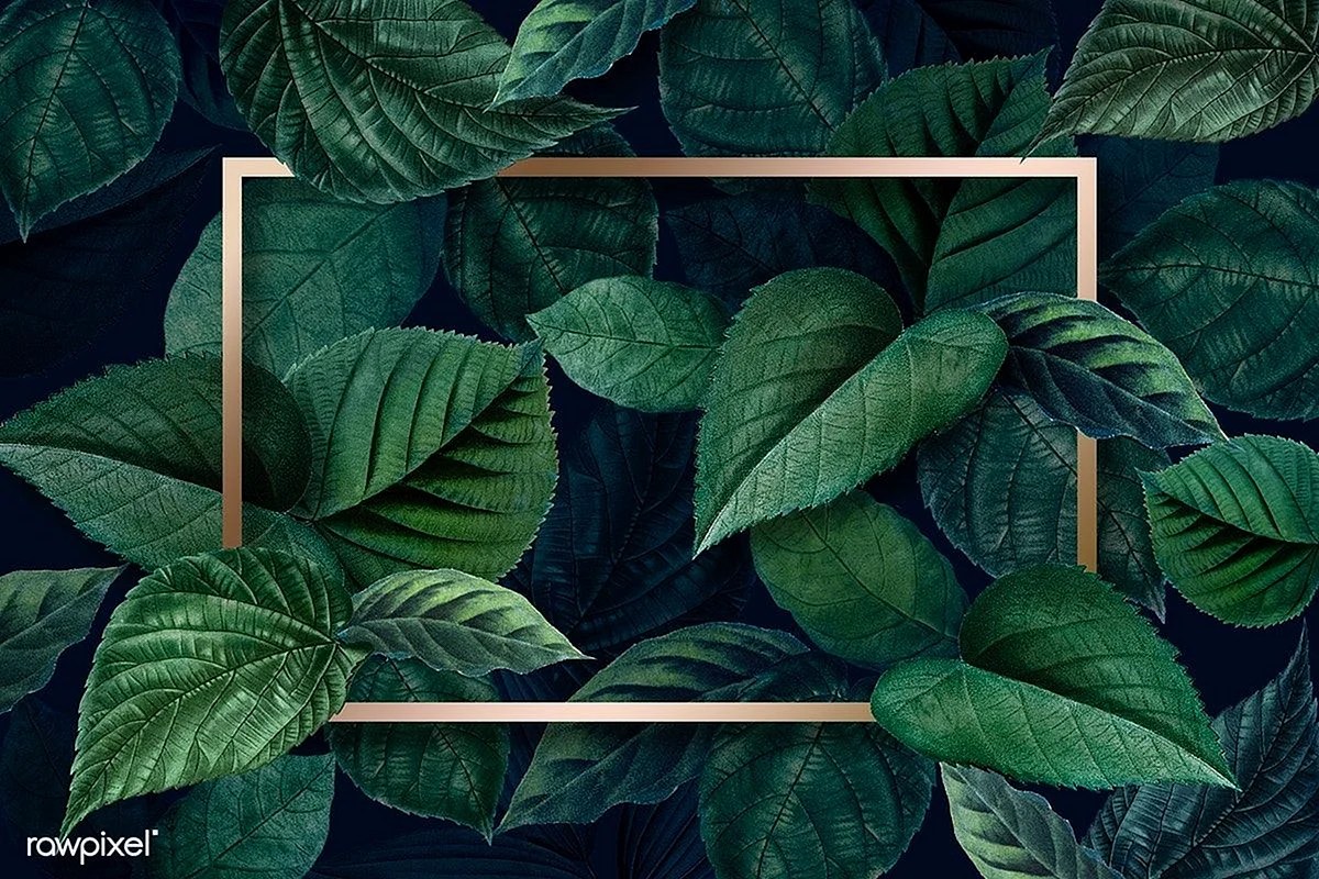 Green Leaves Aesthetic Wallpapers Free Green Leaves Aesthetic Backgrounds WallpapersHigh