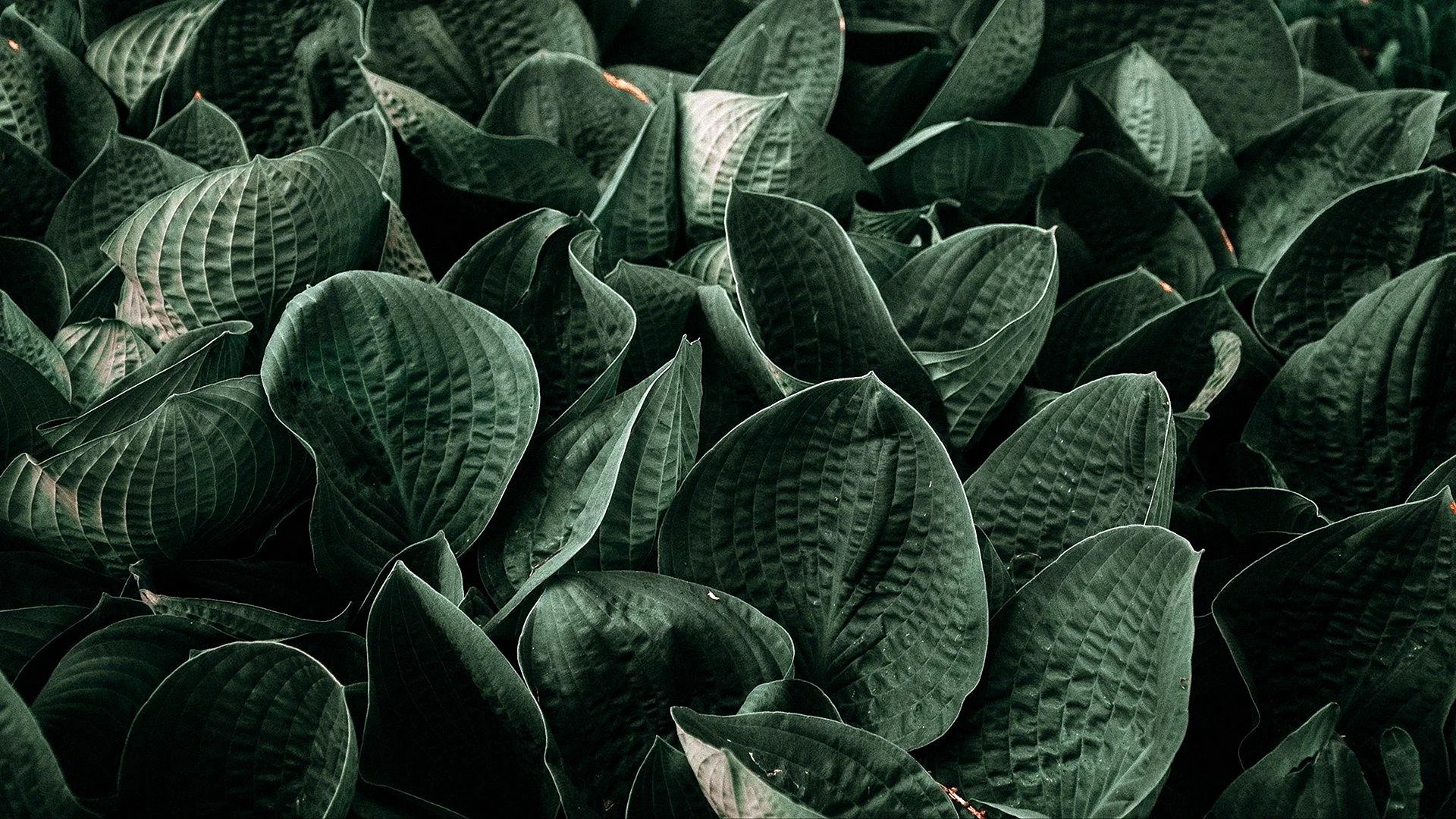 Green Plants Aesthetic Wallpapers Free Green Plants Aesthetic Backgrounds WallpapersHigh