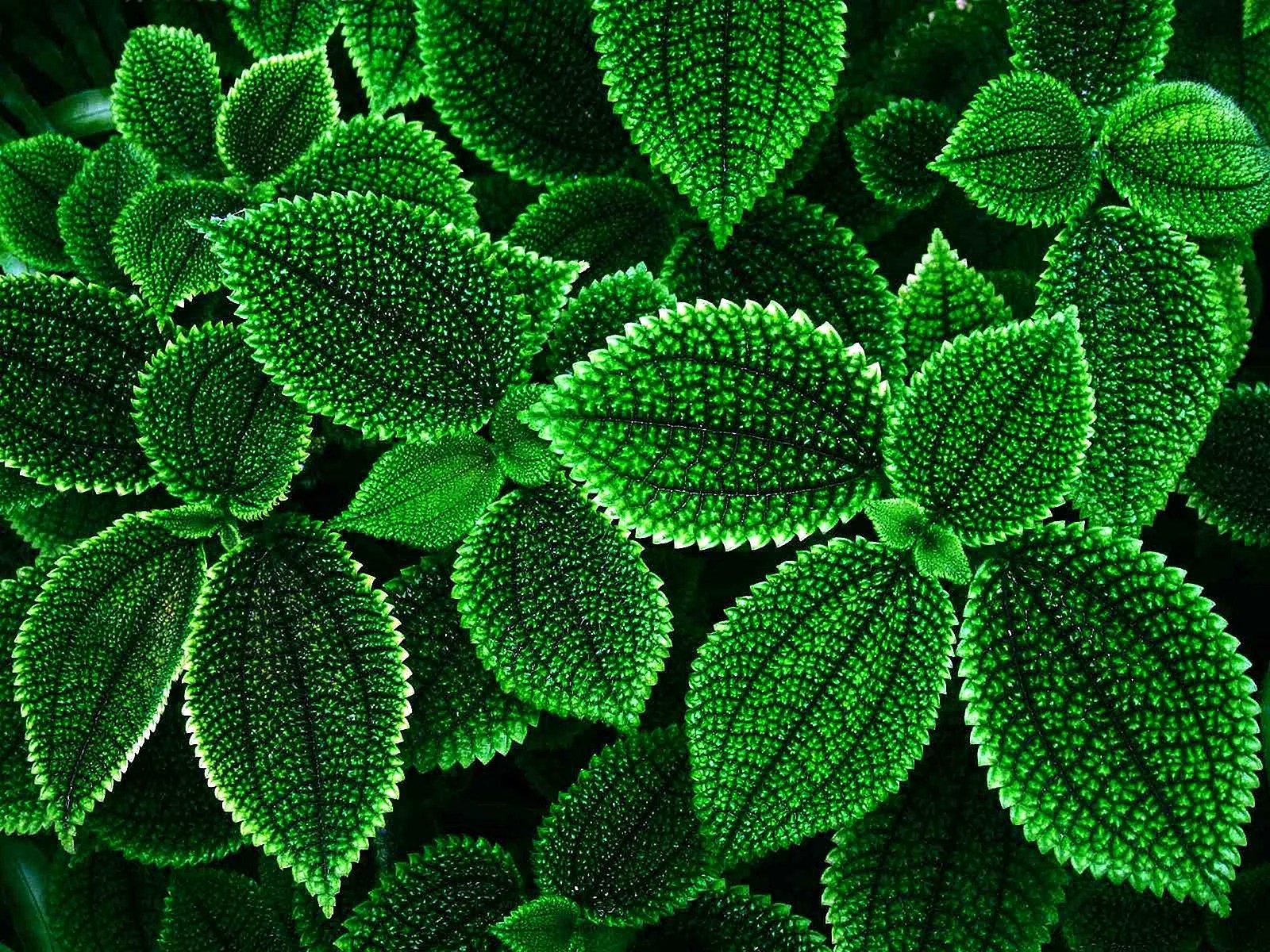 Emerald Green Floral Wallpapers Free Emerald Green Floral Backgrounds
