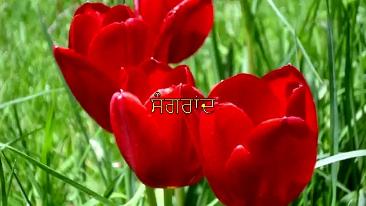 Gulab Ke Phool Wallpapers WallpapersHigh